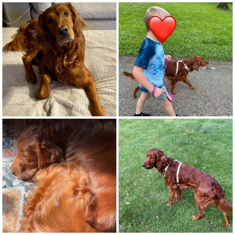 An adult medium-sized female Irish Setter dog named Max aka Ava for adoption in Zionsville, IN