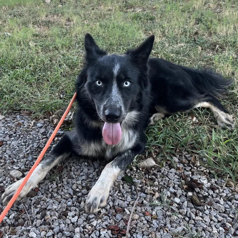An adult medium-sized male Black Mixed Breed dog named Atlas for adoption in Pauls Valley, OK