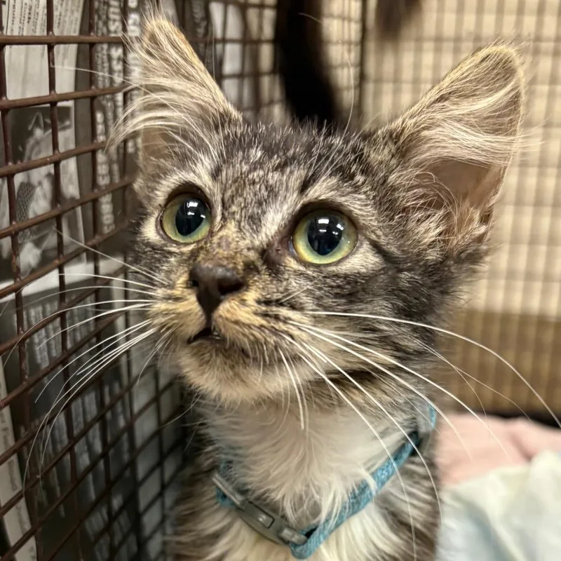 A baby small-sized female Brown / Chocolate Domestic Short Hair cat named Delete Me for adoption in San Antonio, TX