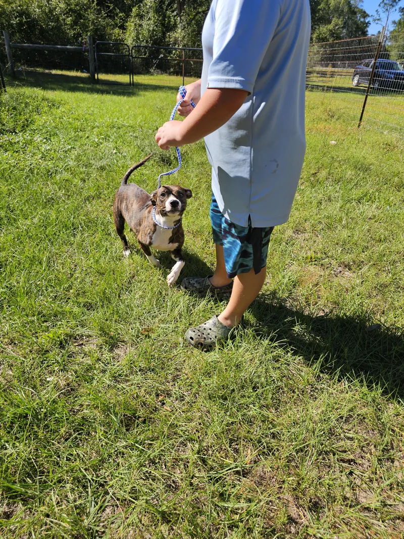 An adult medium-sized female Brindle Pit Bull Terrier dog named Bailey for adoption in Panama city, FL