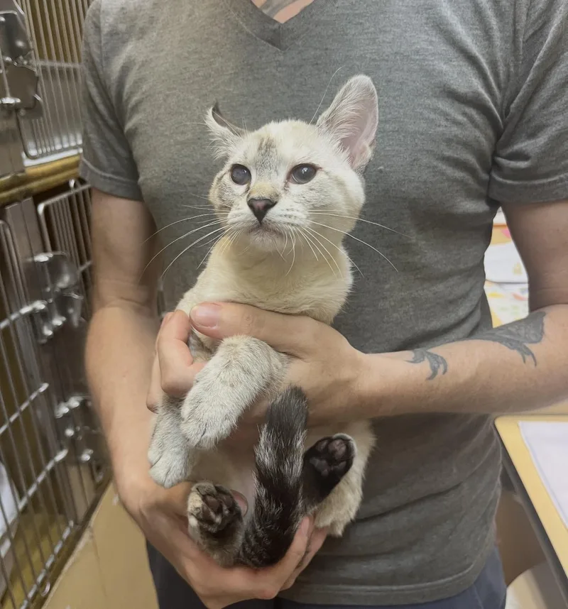 A baby medium-sized female Cream / Ivory Siamese cat named Pebbles for adoption in Austin, TX