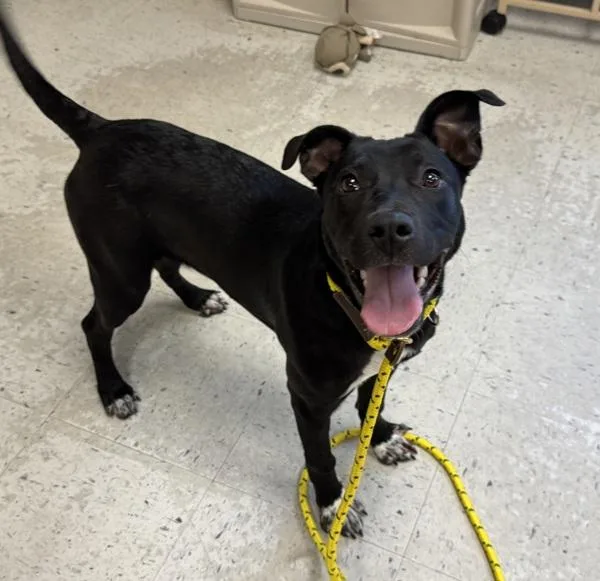 A young medium-sized female Border Collie dog named Emmylou for adoption in Salt Lake City, UT