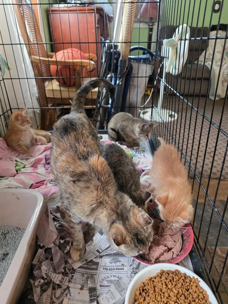 An adult medium-sized female Domestic Short Hair cat named Emerald for adoption in Rice Lake, WI