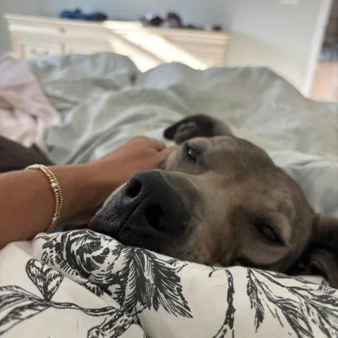 An adult large-sized male Mixed Breed dog named Chief for adoption in Naples, FL