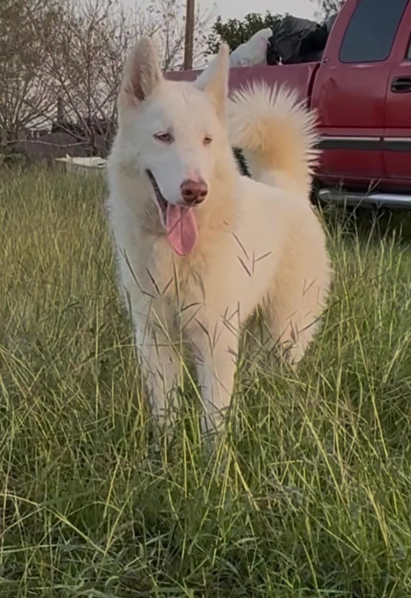 An adult large-sized male Husky dog named Peter Pan for adoption in MISSION, TX