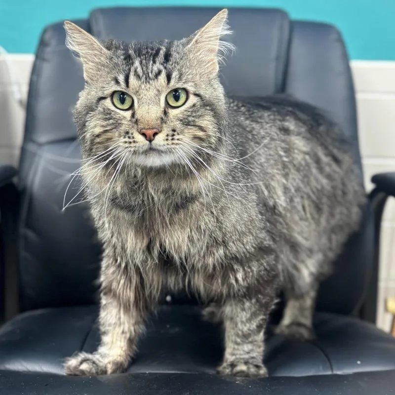 An adult small-sized male Black Domestic Long Hair cat named Meatball for adoption in Marshalltown, IA