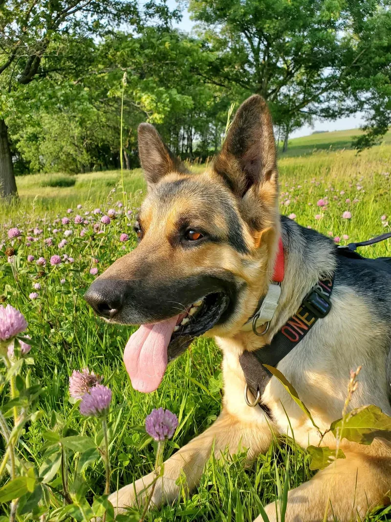 Schnapps thumbnail 3