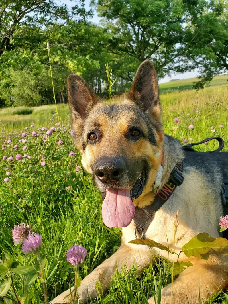 Schnapps thumbnail 5