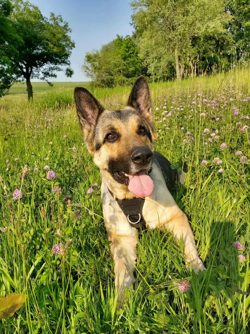 Schnapps thumbnail 6