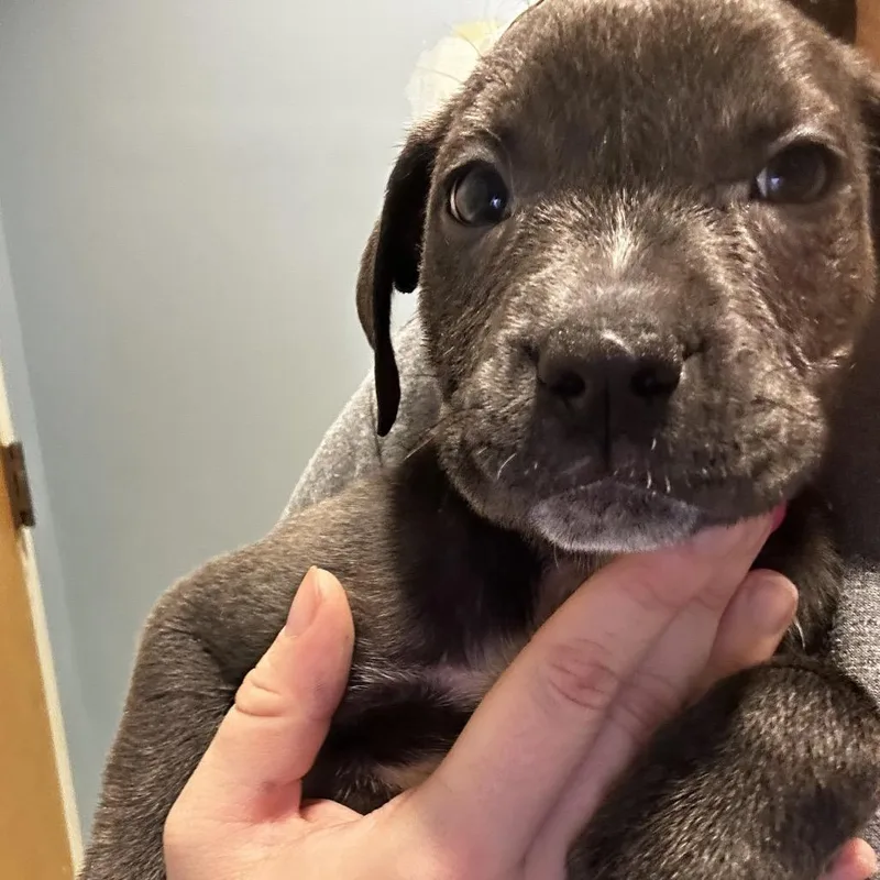 A baby small-sized female Gray / Blue / Silver Mixed Breed dog named Garnite for adoption in Chattanooga, TN