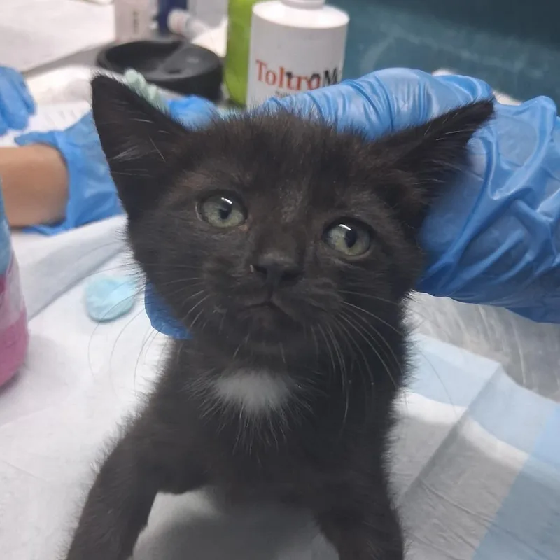 A baby small-sized female Black Domestic Short Hair cat named Aria for adoption in Summerville, SC