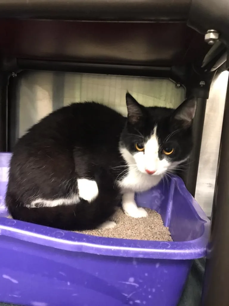 A young medium-sized male Domestic Short Hair cat named Wrangler for adoption in La Porte, IN