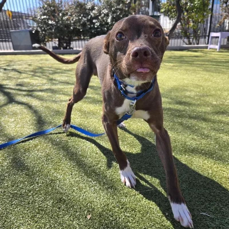 Whiskey Bear thumbnail 2