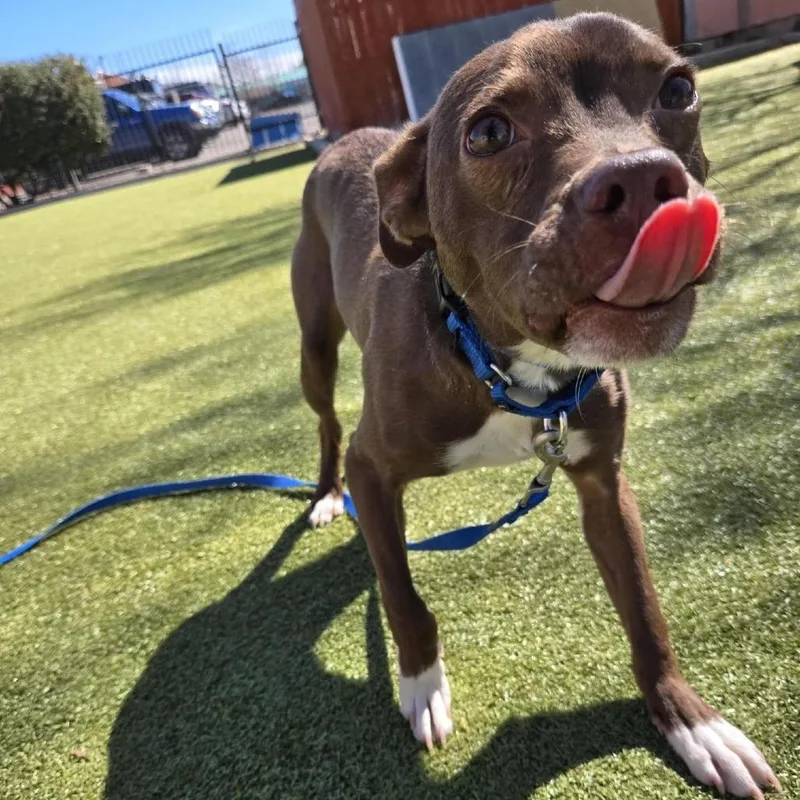 Whiskey Bear thumbnail 3