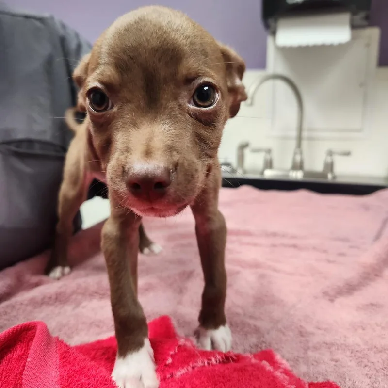 Whiskey Bear thumbnail 4