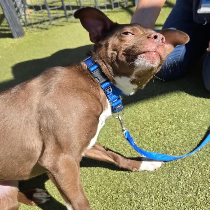 Whiskey Bear thumbnail 5