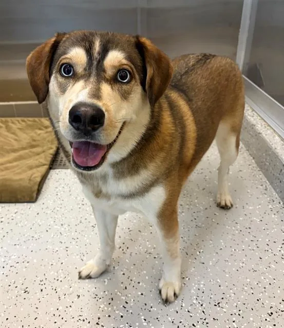 An adult medium-sized female Husky dog named Blue for adoption in Forney, TX
