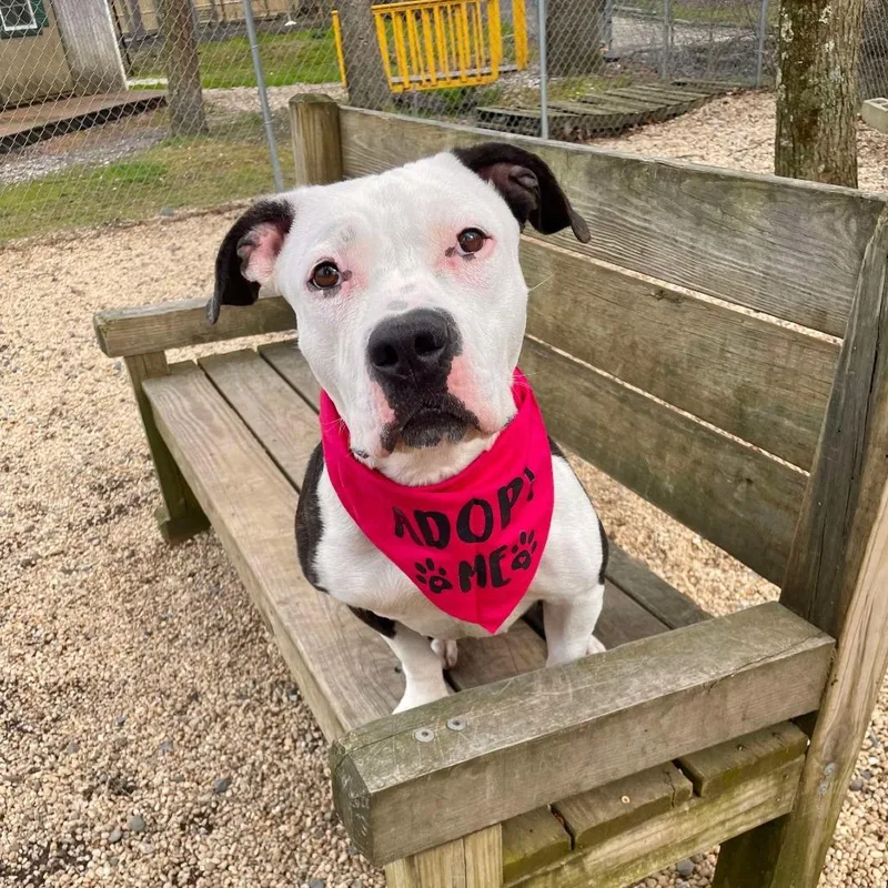 An adult medium-sized female Pit Bull Terrier dog named Jackie for adoption in Newark, NJ