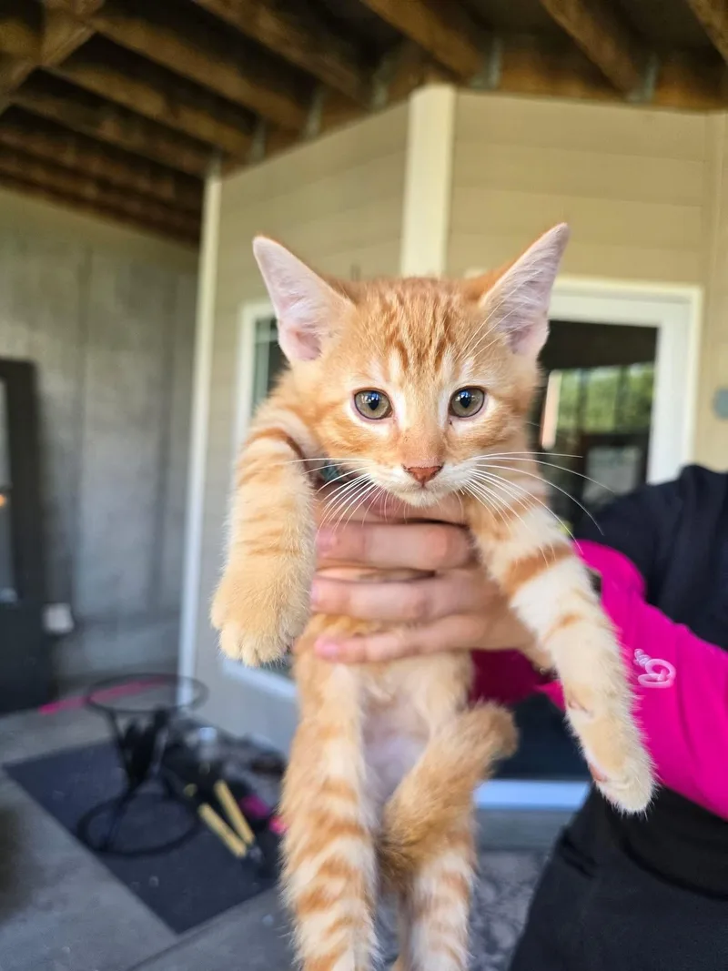 A baby medium-sized male Orange / Red Domestic Short Hair cat named Bravo for adoption in Manhattan, KS