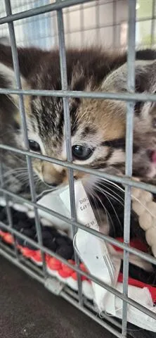 A baby small-sized male Domestic Short Hair cat named Pluto for adoption in San Martin, CA