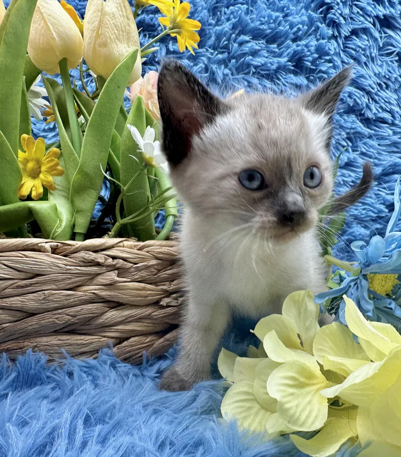A baby medium-sized male Seal Point Domestic Short Hair cat named Maui for adoption in HUNTINGTON BEACH, CA