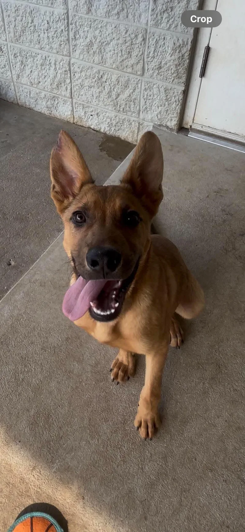 A young medium-sized male Bicolor German Shepherd Dog dog named Dino for adoption in Fort Payne, AL