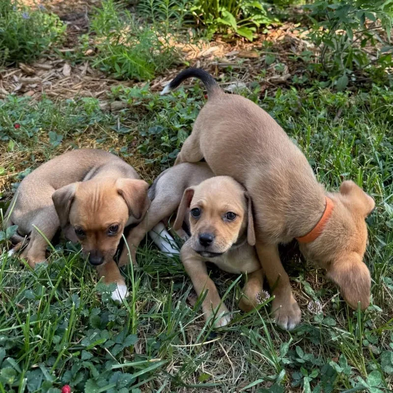 A baby small-sized male Yellow / Tan / Blond / Fawn Mixed Breed dog named Mocha for adoption in Winston Salem, NC
