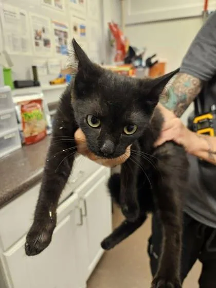 An adult small-sized female Domestic Short Hair cat named Ashford for adoption in South Bend, IN