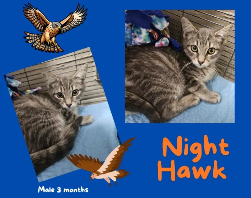 A baby small-sized male Domestic Short Hair cat named Night Hawk for adoption in Blountville, TN