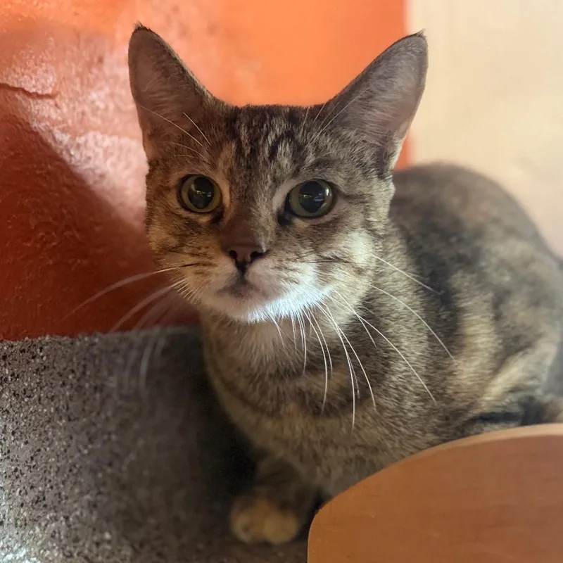 A young large-sized female Domestic Short Hair cat named Precious for adoption in Sarasota, FL