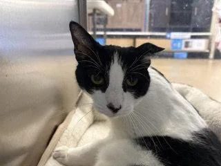 A senior medium-sized male Black & White / Tuxedo Domestic Short Hair cat named Rex for adoption in Herndon, VA