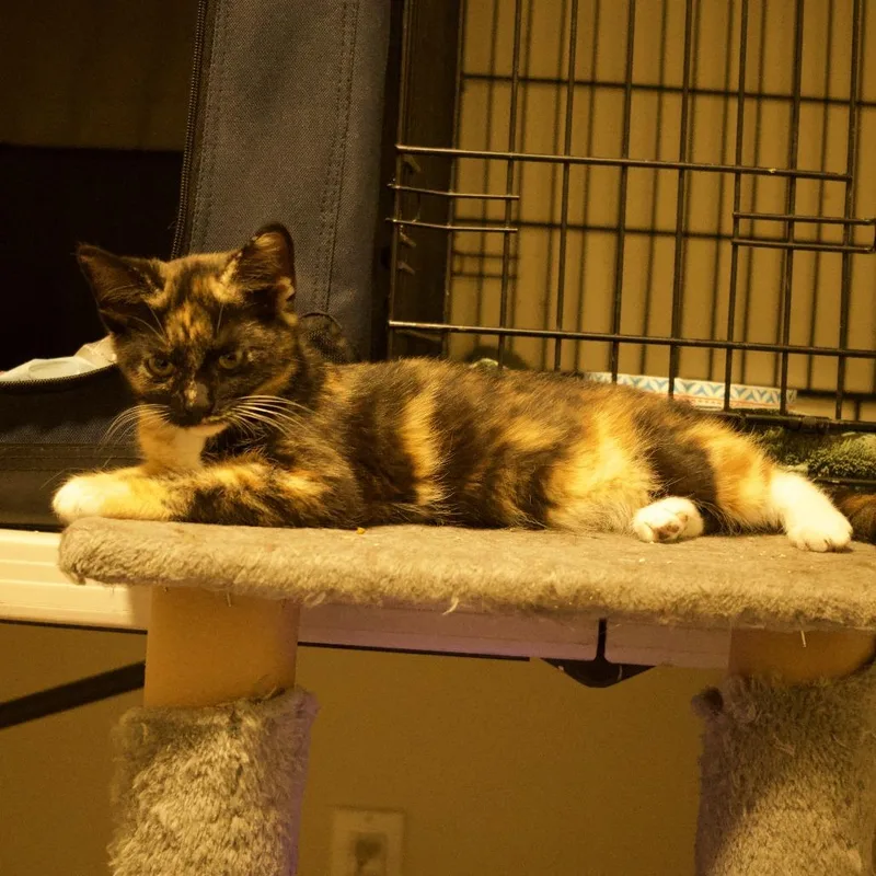 A baby small-sized female Calico Domestic Short Hair cat named Hazel for adoption in Santa Rosa, CA