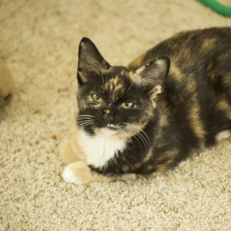 Hazel thumbnail 4