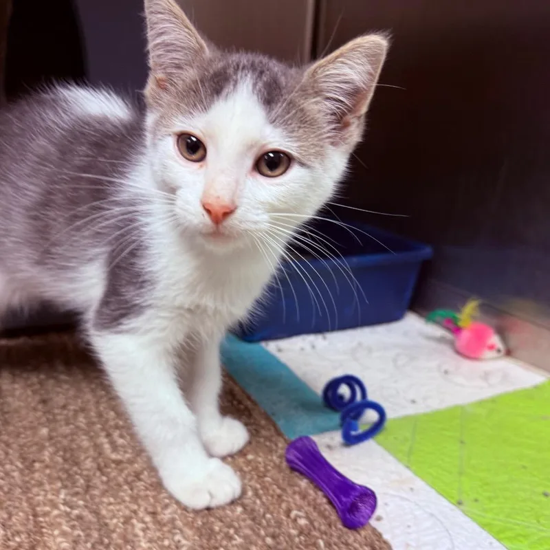 A baby small-sized male Domestic Short Hair cat named Fred for adoption in Utica, MI