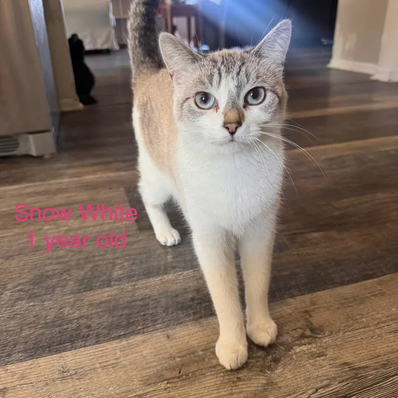 A young small-sized female White Domestic Short Hair cat named Snow White for adoption in Davisburg, MI