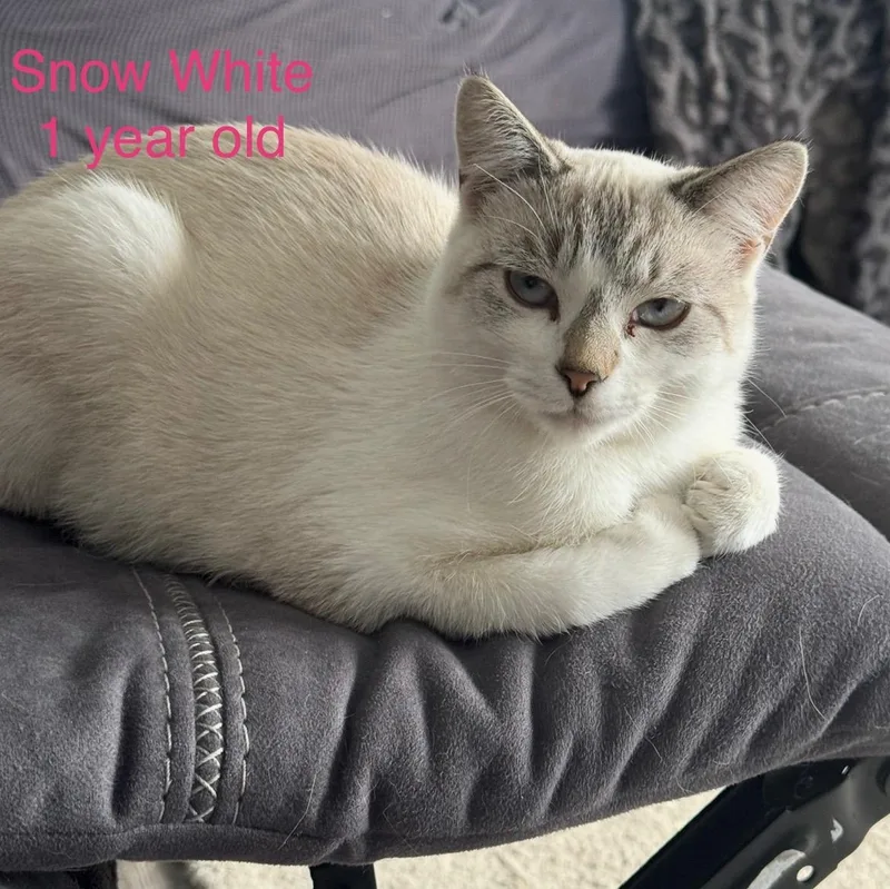 Snow White thumbnail 2