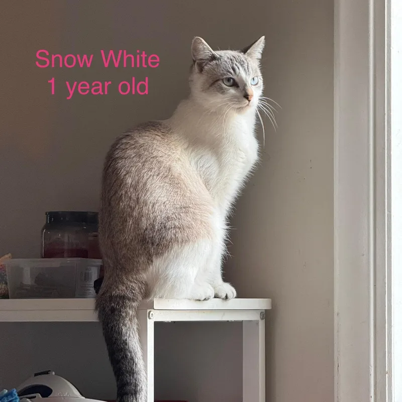 Snow White thumbnail 3