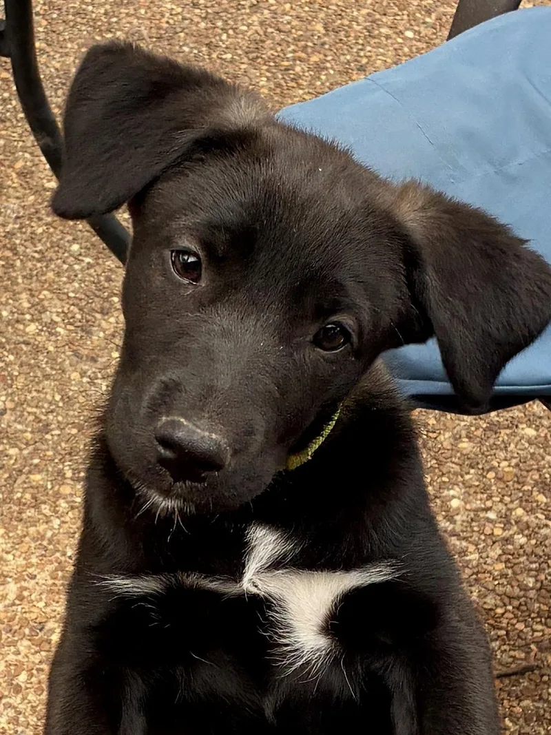 A baby medium-sized female German Shorthaired Pointer dog named Biscuit for adoption in Cordova, TN