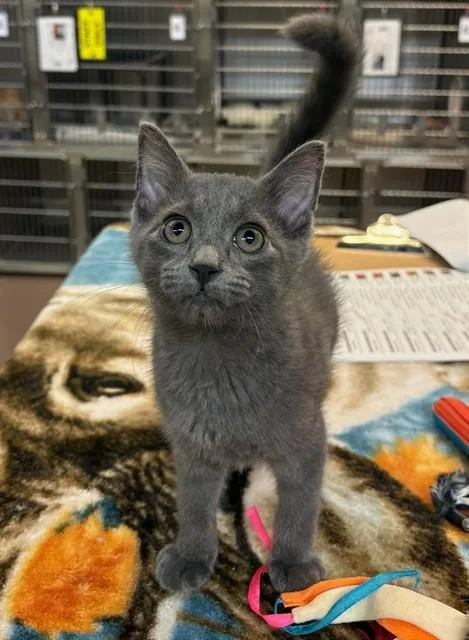 A baby medium-sized male Domestic Short Hair cat named Haraka for adoption in Aurora, IL