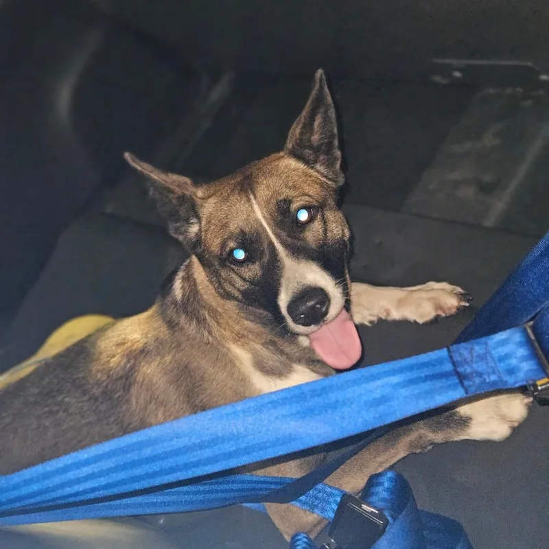 An adult medium-sized female Gray / Blue / Silver Mixed Breed dog named Nymphadora for adoption in Philadelphia, PA