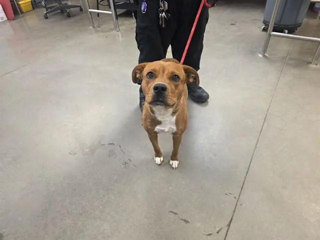 A young large-sized female Pit Bull Terrier dog named Ginger for adoption in Phoenix, AZ