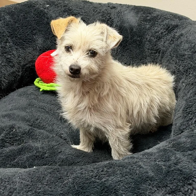 An adult small-sized female White / Cream Poodle dog named Sharky for adoption in Santa Barbara, CA