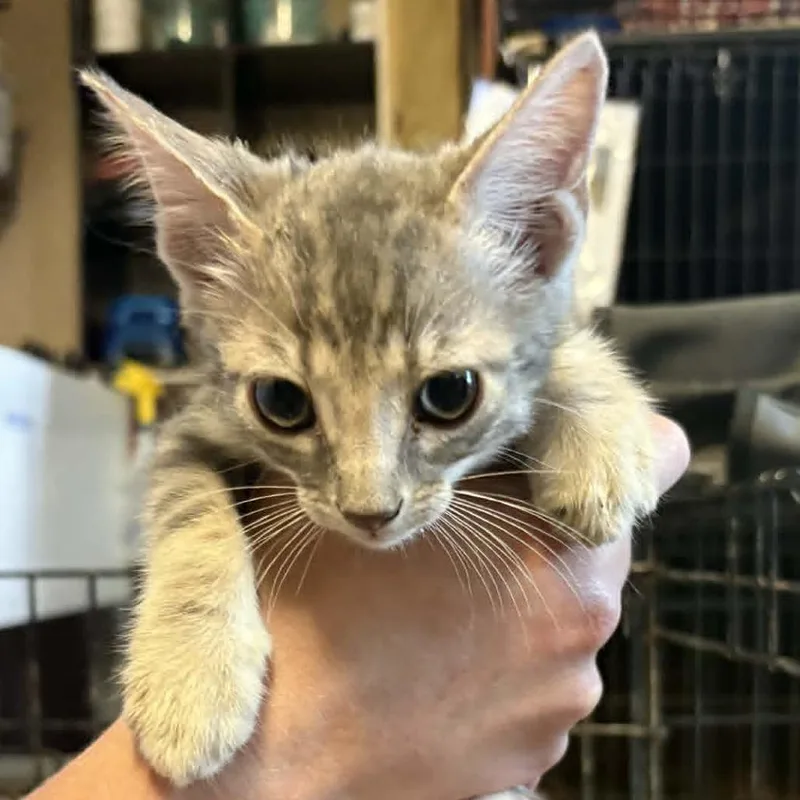 A baby small-sized male Gray / Blue / Silver Domestic Short Hair cat named Nellie for adoption in Stephenville, TX