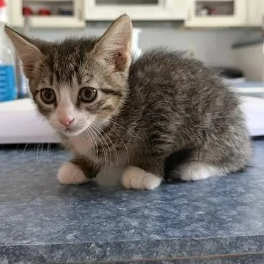 A baby small-sized male Tabby (Brown / Chocolate) Domestic Short Hair cat named Harry for adoption in Rochester, MN