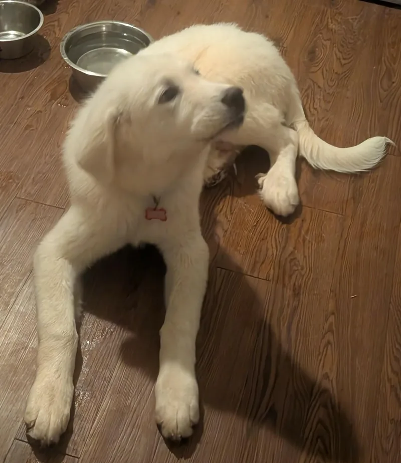 Norma Jean thumbnail 2