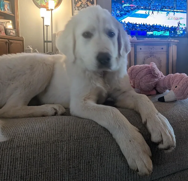 Norma Jean thumbnail 3