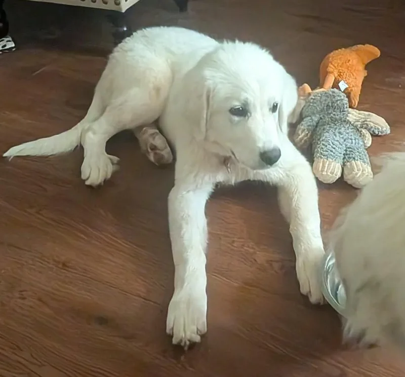 Norma Jean thumbnail 4