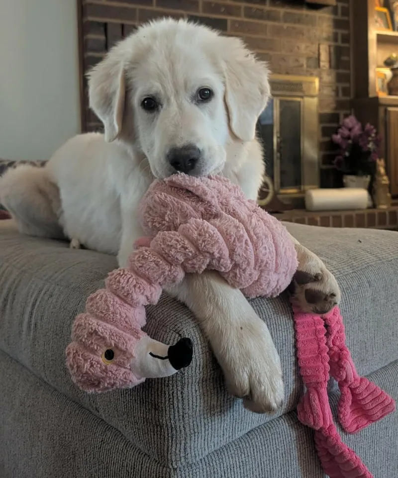 A baby large-sized female White / Cream Great Pyrenees dog named Norma Jean for adoption in Kiowa, OK