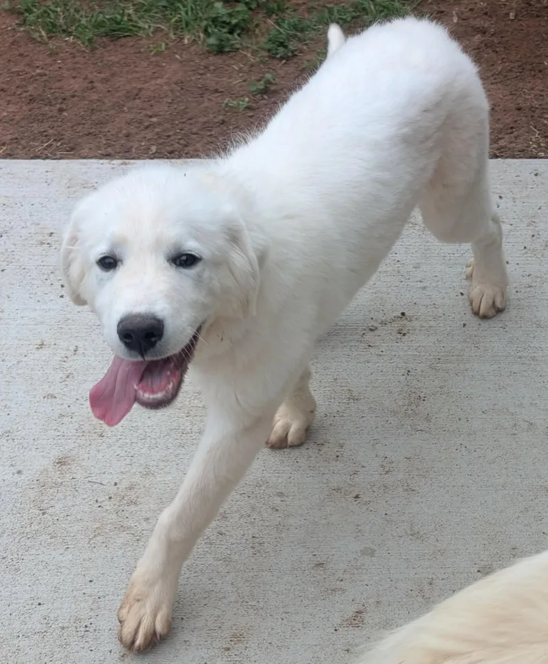 Norma Jean thumbnail 6