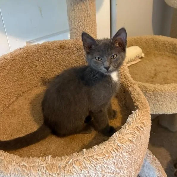 A baby medium-sized female Gray & White Domestic Short Hair cat named Papaya for adoption in Lauderhill, FL